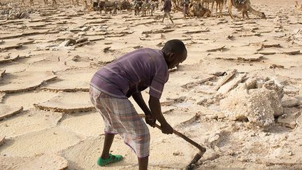 Sur place, le travail, pratiqué à l’aide d’outils rudimentaires et sous un soleil écrasant, est épuisant. Les travailleurs doivent casser le sol en plaques. Les gisements de sel peuvent atteindre des centaines de mètres d'épaisseur.
 
Après avoir entaillé la couche de sel, des pieux servent à soulever le bloc qui sera ensuite transformé en plaque. (Reuters/Siegfried Modola)