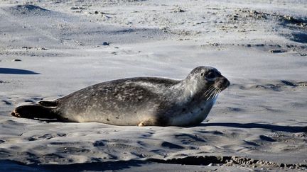 Un phoque dans la baie d'Authie (Pas-de-Calais), le 3 octobre 2016. (MAXPPP)