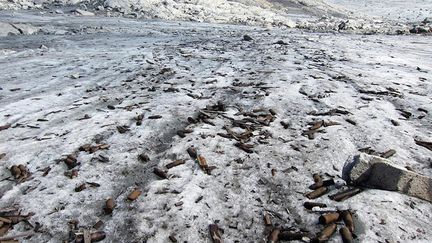 La fonte des neiges sur un glacier dans la r&eacute;gion de Trente (Italie) a r&eacute;v&eacute;l&eacute; plus de 200 munitions issues de la seconde guerre mondiale, le 31 ao&ucirc;t 2012. (TRENTINO ITALIAN FINANCE POLICE / EPA / MAXPPP)