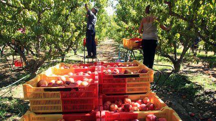 Des travailleurs agricoles cueuillent les nectarines dans une ferme de l'Ille-sur-Tet (Pyr&eacute;n&eacute;es-Orientales), le 12 septembre 2013. (RAYMOND ROIG / AFP)