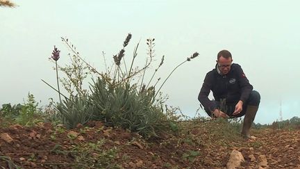 Agriculture : en Bourgogne, les exploitants s'adaptent au réchauffement climatique