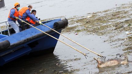 Des hommes rep&ecirc;chent un cadavre de cochon dans le fleuve Huangpu, pr&egrave;s de Shanghai (Chine), le 12 mars 2013. (QUIRKY CHINA NEWS / REX / SIPA)