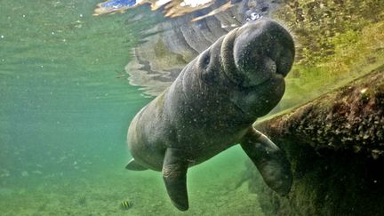 Un bébé lamantin, au Centre d'attention, d'évaluation et de réhabilitation de la faune marine de Santa Marta (Colombie), le 18 mai 2022, alors que la Colombie accueillera la COP16 sur la biodiversité en 2024. (JUAN BARRETO / AFP)