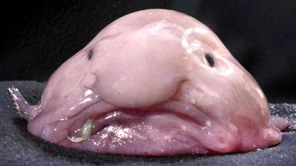 Le blobfish vit entre 600 m et 1 200 m de profondeur au large des c&ocirc;tes australiennes. (CATERS NEWS AGENCY / SIPA )