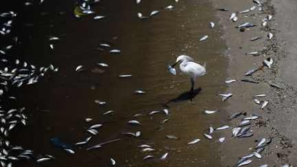 Des poissons morts flottent dans les eaux pollu&eacute;es de la baie de&nbsp;Guanabara &agrave; Rio de Janeiro (Br&eacute;sil) o&ugrave; devraient se d&eacute;rouler les &eacute;preuves de sports de voile lors des prochains Jeux olympiques, le 24 f&eacute;vrier 2016. (RICARDO MORAES / REUTERS)