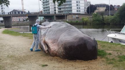 Une scupture de cachalot à Rennes (Ille-et-Vilaine), le 1er juillet 2016. (Baptiste Galmiche / France 3 Bretagne)