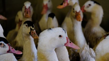 Des canards dans une exploitation de Castelnau-d'Auzan (Gers), le 17 janvier 2017. (ERIC CABANIS / AFP)