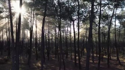 Incendies : la forêt des Landes en danger