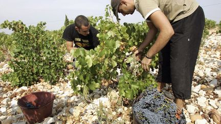 Vendanges : des ouvriers bulgares exploités dans le Rhône