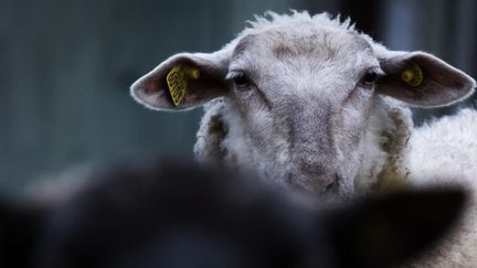 Un mouton, dans un élevage de l'Eure (illustration). (JOEL SAGET / AFP)