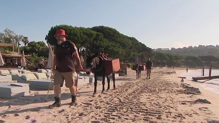 Var : à Ramatuelle, des ânes aident à nettoyer la plage