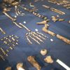 Phalanges, tibia, vert&egrave;bres, cr&acirc;ne ... Reconstitu&eacute; le mieux possible, le squelette de ce qui est pr&eacute;sent&eacute; comme une nouvelle esp&egrave;ce,&nbsp;l'Homo naledi, est montr&eacute; le 10 septembre 2015 &agrave; Maropeng (Afrique du Sud). (STEFAN HEUNIS / AFP)