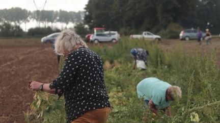 Somme : un agriculteur organise une cueillette gratuite de haricots beurre (France 2)