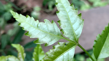 Les feuilles du margousier ont des propriétés insecticides. ( Shutterstock)