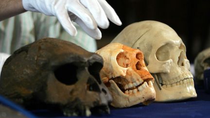 Le crâne attribué à l'homme de Florès (au centre), présenté le 27 octobre 2004 par le professeur Chris Stringer du National History Museum de Londres (Royaume-Uni). (JIM WATSON / AFP)