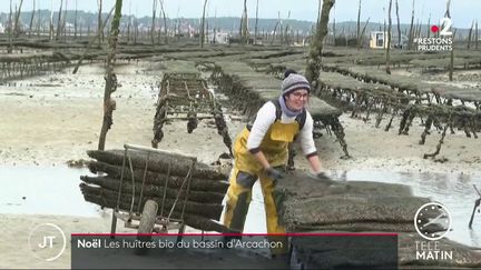 Noël : des huîtres bio au sein du bassin d’Arcachon