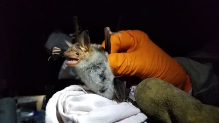 Une chauve-souris prélevée par Meriadeg Le Gouil dans la grotte près de Saint-Nazaire, en septembre 2022. (SOLÈNNE LE HEN / FRANCE-INFO)