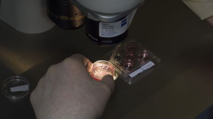 Un service de biologie de la reproduction&nbsp;de l'hôpital à Nice (Alpes-Maritimes), en octobre 2017.&nbsp; (A. NOOR / BSIP / AFP)