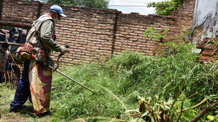 Un employé municipal coupe de l'herbe pendant une opération d'éradication de l'Aedes aegypti, le moustique qui peut propager la dengue, à Asuncion, au Paraguay, le 13 janvier 2021. (NORBERTO DUARTE / AFP)