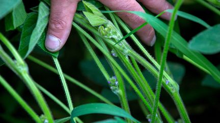 Des plants de soja cultivés en France. (FRED SCHEIBER / AFP)