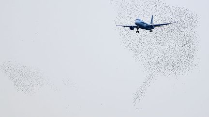 Un avion de la compagnie Alitalia s'appr&ecirc;te &agrave; atterrir &agrave; Rome (Italie) alors que des &eacute;tourneaux volent au-dessus de ll'a&eacute;roport, le 14 octobre 2013. (MAX ROSSI / REUTERS)