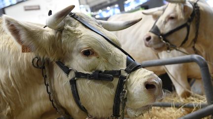 Une vache au Salon de l'Agriculture, à Paris, le 22 février 2020. (BERTRAND GUAY / AFP)