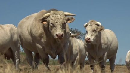 Sécheresse : faute de fourrage, des éleveurs contraints de vendre leurs bêtes