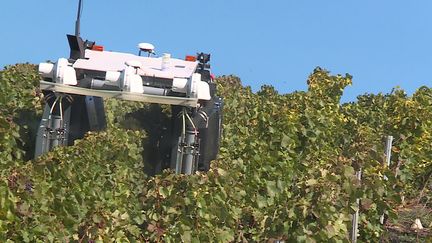 Le robot robot chenillard enjambeur testé dans les vignes champenoises&nbsp; (France 3 Champagne-Ardenne)