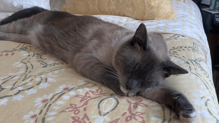 La chat Rayne Beau. (Capture d'écran Facebook Susanne Anguiano)