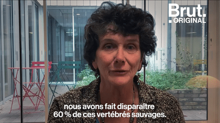 Selon le dernier rapport "Planète Vivante" rendu par le WWF, la dégradation de la biodiversité mondiale atteint un niveau dramatique. Isabelle Autissier, présidente du WWF France, tire la sonnette d’alarme.