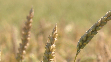 Les moissons s’annoncent catastrophique en 2024, avec une production de blé tendre en plein déclin. Reportage auprès de céréaliers. (France 2)