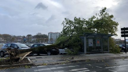 Un arbre arraché par la tempête Amélie à Bayonne, le 3 novembre 2019. (ANTHONY MICHEL / RADIO FRANCE)