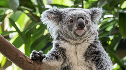 Un koala australien est pris en photo le 20 septembre 2017. (PHILIPPE CLEMENT / BELGA MAG / AFP)