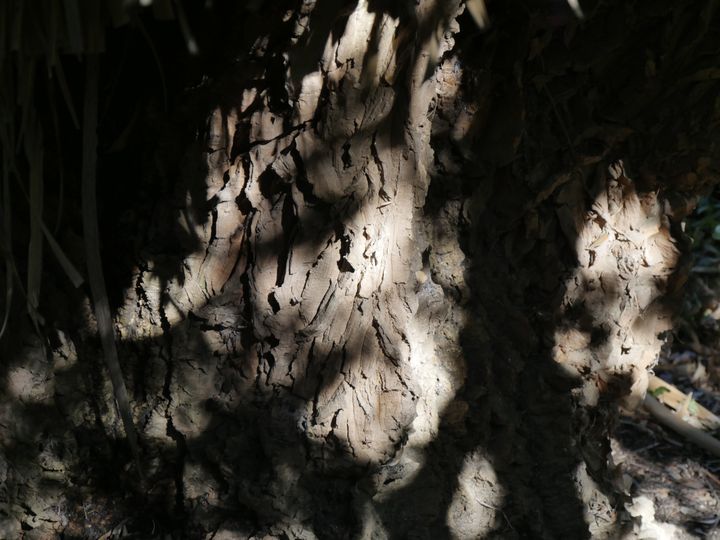 Écorce de chêne-liège (Quercus suber).&nbsp; (ISABELLE MORAND / RADIO FRANCE / FRANCE INFO)