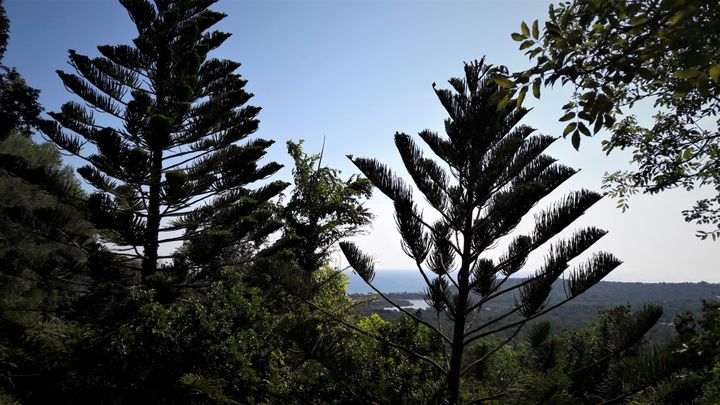 Araucarias et vue sur Méditerranée. (ISABELLE MORAND / JACQUES DELEUZE / RADIO FRANCE / FRANCE INFO)