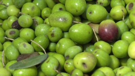 Alimentation : la récolte d'olive s'annonce très prometteuse