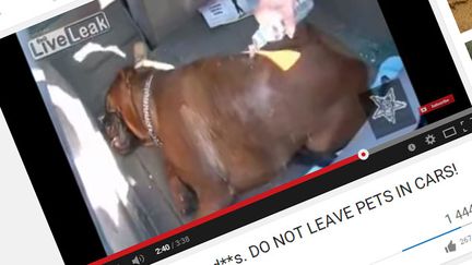 &nbsp; (La vidéo du chien Fidji a été vue près d'1,5 million de fois sur YouTube © Capture d'écran YouTube)