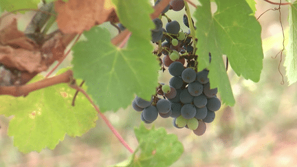 Var : des vignerons au secours d’un de leurs confrères (France 2)