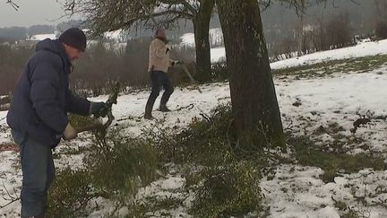 Noël : en Haute-Savoie, les Napolitains cueillent le gui pour perpétuer les traditions (FRANCE 3)