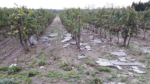 Des morceaux de goudron et divers déchets dans les vignes du domaine de Ventanac (Aude), après le déluge du 15 octobre 2018. (BENJAMIN MATHIEU / RADIO FRANCE)