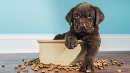 Les prix de l'alimentation de nos animaux domestiques augmentent aussi. (Illustration) (CMANNPHOTO / E+ / GETTY IMAGES)