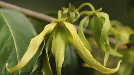 Mayotte : à la découverte de l'ylang-ylang, le trésor des Mahorais