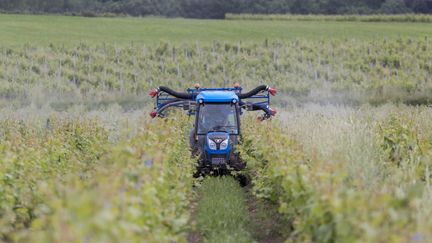 Un viticulteur réalise un traitement fongicide de la vigne en début de floraison, le 1 juin 2018. (CHRISTIAN WATIER / MAXPPP)