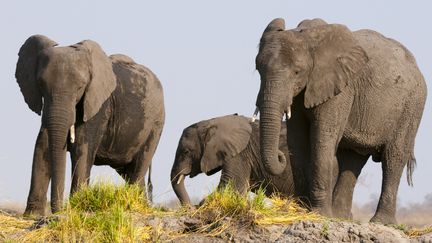 Des éléphants dans la réserve naturelle de Chobe, au Botswana, le 12 septembre 2019.&nbsp; (SERGIO PITAMITZ / BIOSPHOTO / AFP)