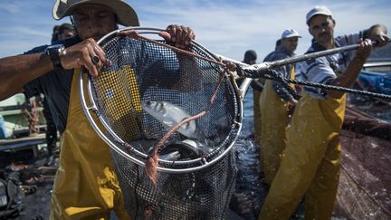 Dans une ferme aquacole de la région de M'diq en Méditerranée, les pêcheurs capturent les premiers poissons qui représentent l'avenir de la profession, menacée par la disparition de la ressource.&nbsp; (FADEL SENNA / AFP)