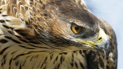 Illustration. L'aigle de Bonelli, une des espèces d'aigles les plus menacées en France. (LAUNETTE FLORIAN / MAXPPP)