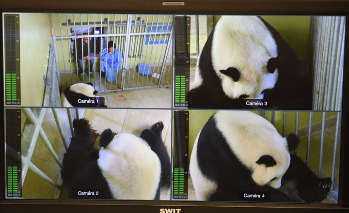 Images de la naissance des deux bébés pandas au zoo de Beauval (Loir-et-Cher), le 4 août 2017.&nbsp; (GUILLAUME SOUVANT / AFP)