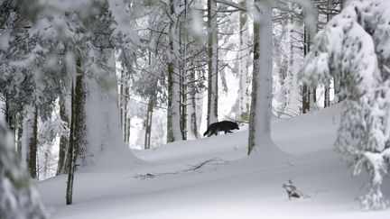 Un loup dans la vallée de la Doller, dans le Haut-Rhin, le 28 mars 2018. (BRUNO MATHIEU / BIOSPHOTO / AFP)