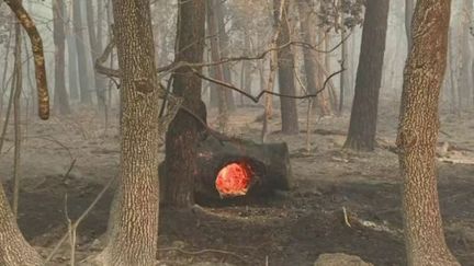 Incendies : en Gironde, déjà plus de 700 hectares ravagés à La Teste-de-Buch