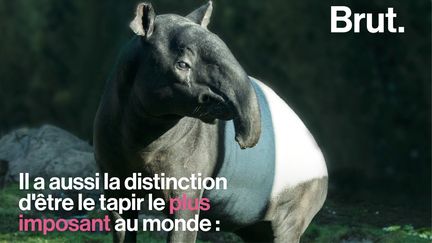 Il peut peser jusqu'à 320 kilogrammes et mesurer deux mètres de longueur en moyenne.